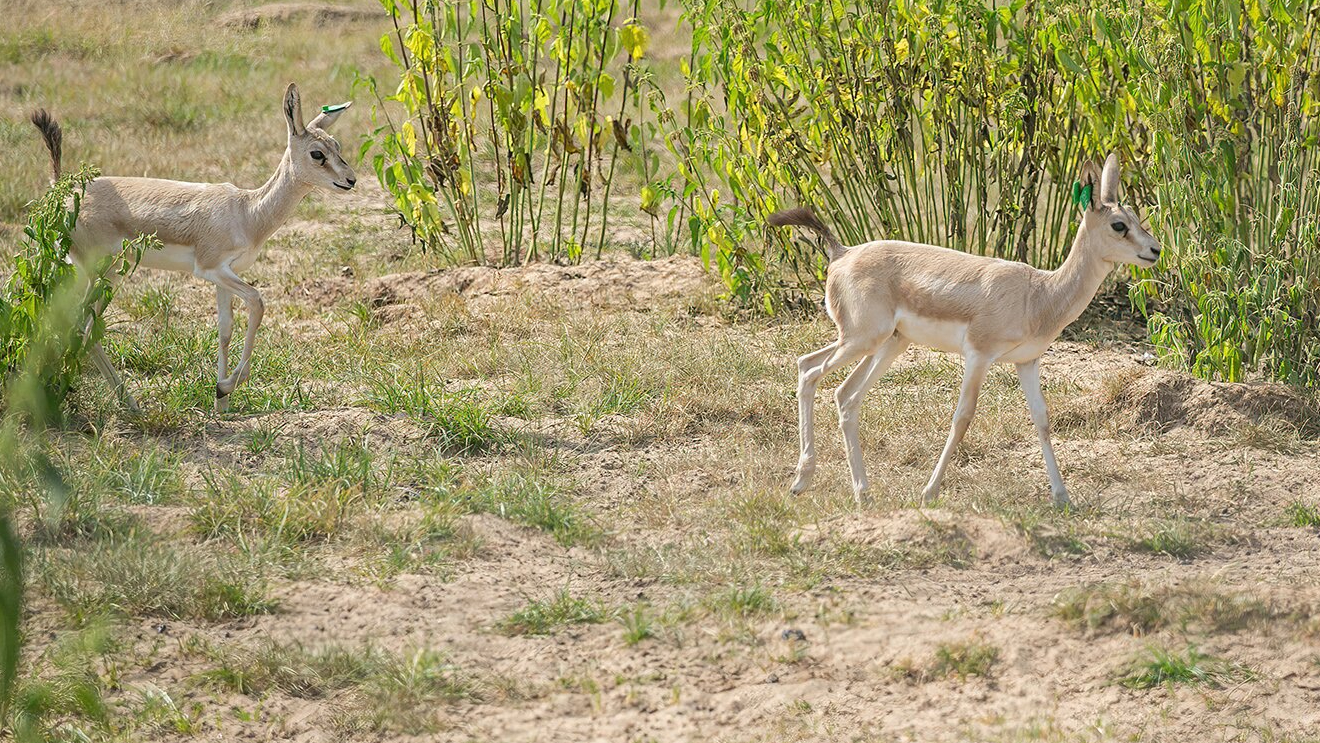 Детеныши джейранов появились на свет в Московском зоопарке
