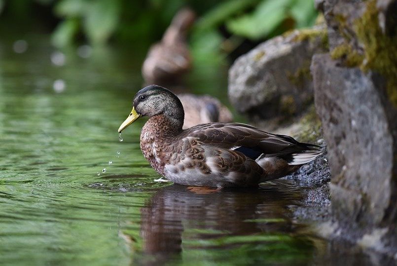Дерматологи рассказали, почему опасно купаться рядом с утками