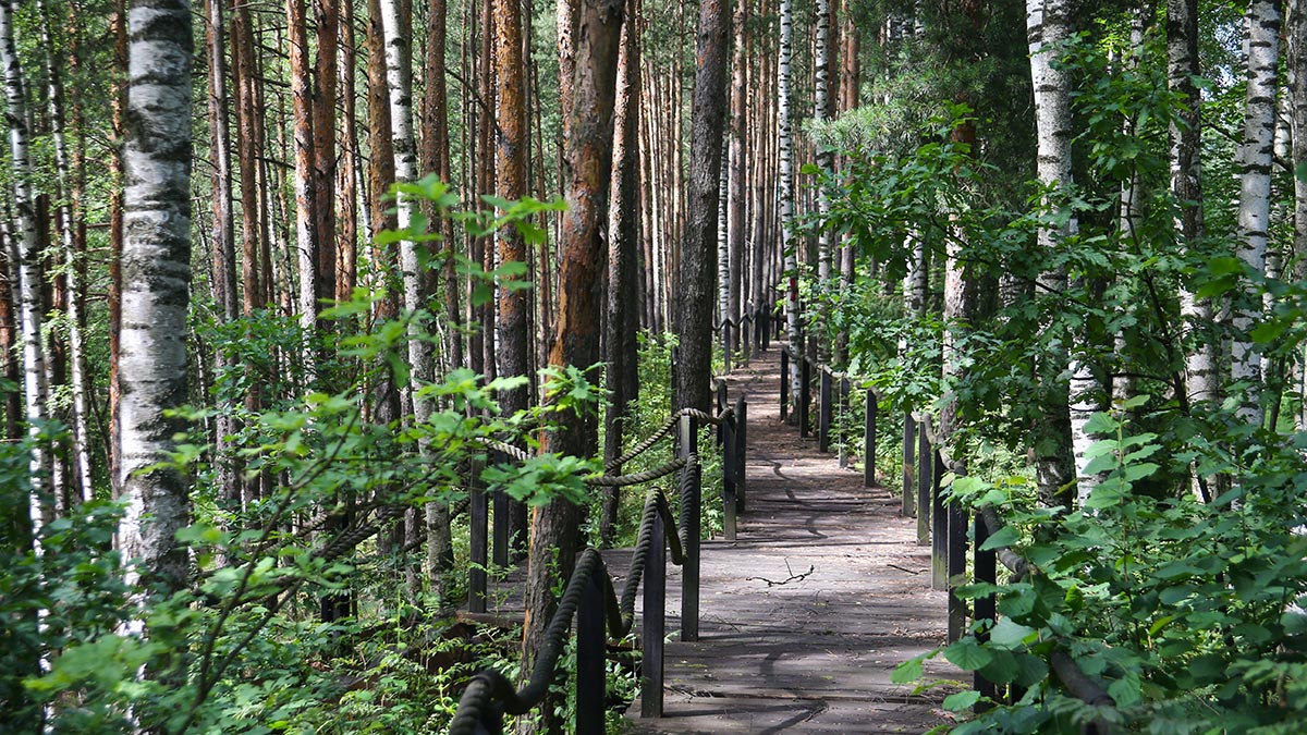 Панорамную камеру для мониторинга пожаров установили в парке «Лосиный Остров»