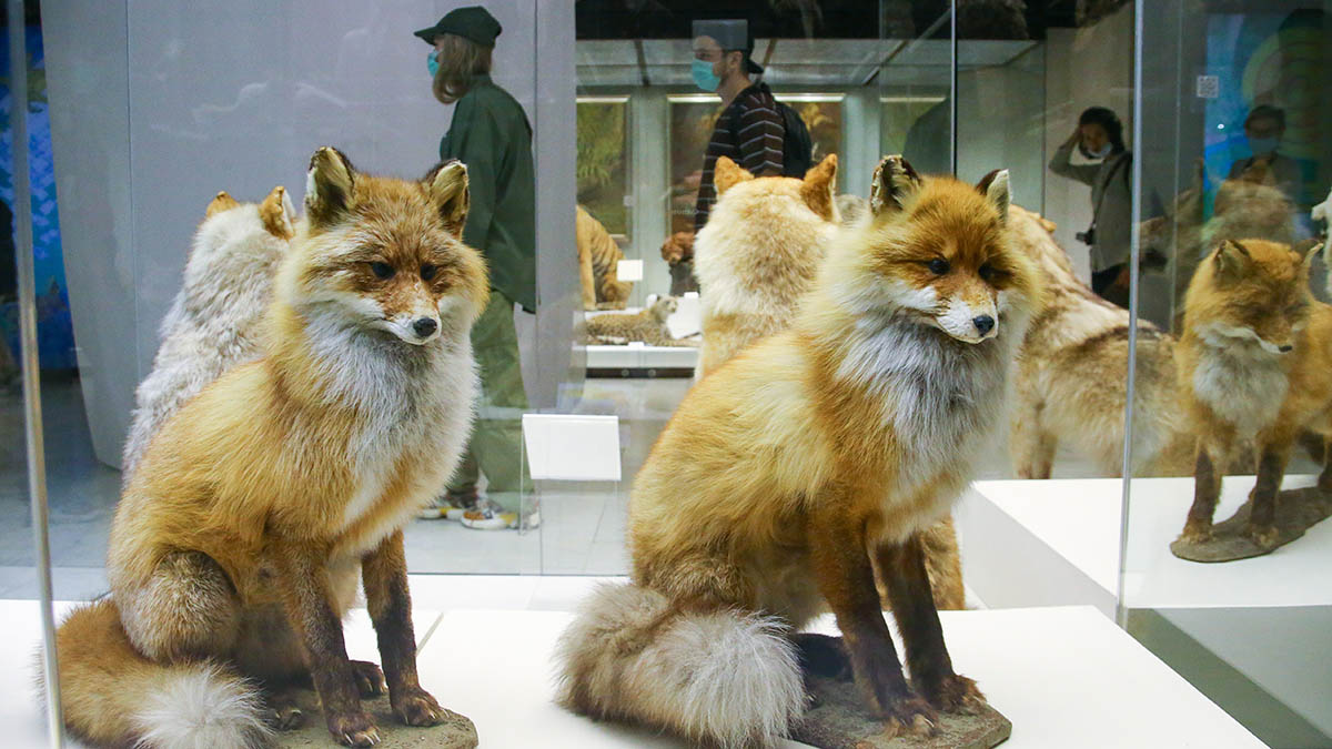 Выставка «Человек и природа» откроется в Дарвиновском музее