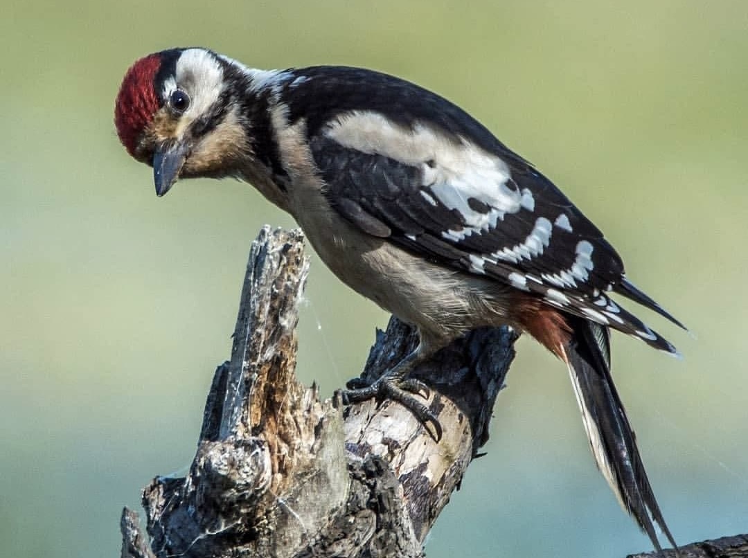 Более 650 тысяч пользователей ознакомились с онлайн-проектом «Красная книга Москвы»