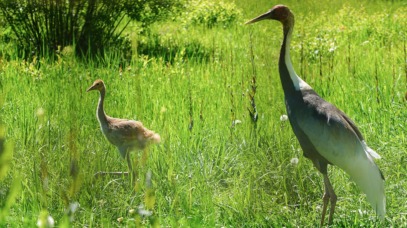 Птенец редких журавлей появился на свет в Московском зоопарке