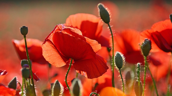 Опасен ли пищевой мак