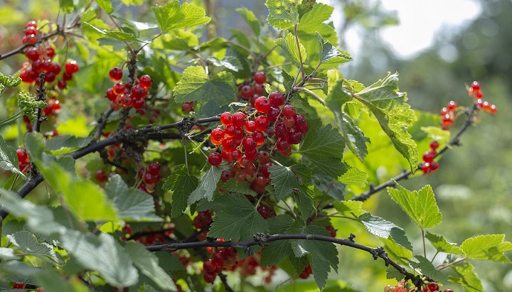 Дачникам дали совет, как уберечь ягодный урожай от «маленькой бестии»