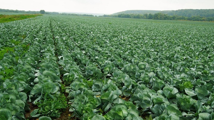 Более четырех тысяч тонн ранних овощей и зелени собрали аграрии в Подмосковье