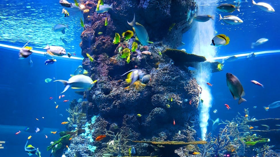 Астрологи рассказали, какие морские жители характеризуют каждый знак зодиака