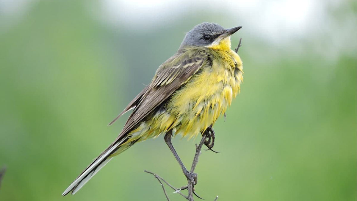 Редкую желтую трясогузку заметили на юго-востоке Москвы