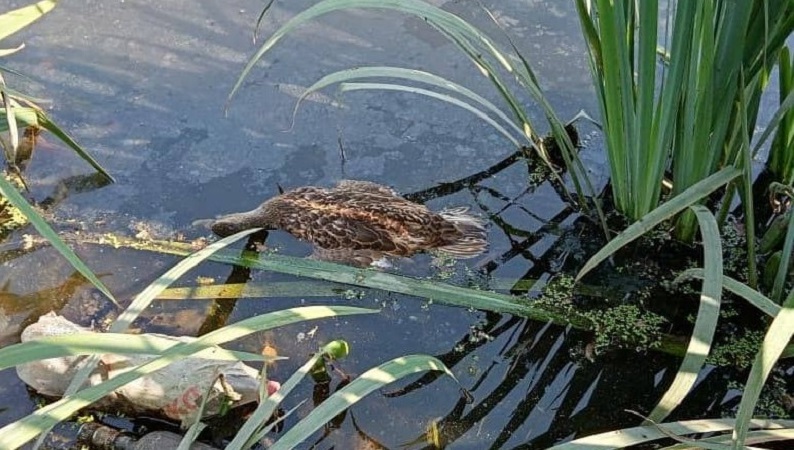 Расследование причин гибели уток начали в Московской области