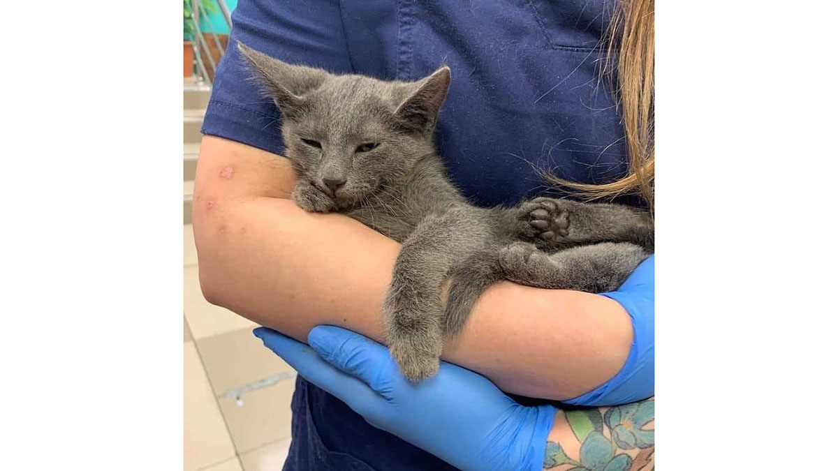 Спасатели помогли двум котам, оказавшимся в беде в Москве