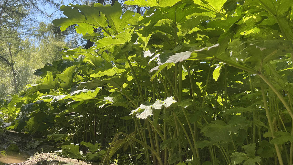 Депутат Говырин рассказал о планах по борьбе с борщевиком 