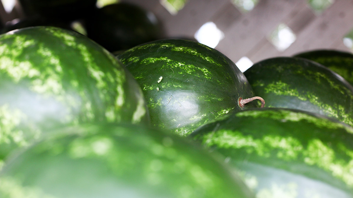 Диетолог Соломатина рассказала, кому нельзя есть арбузы