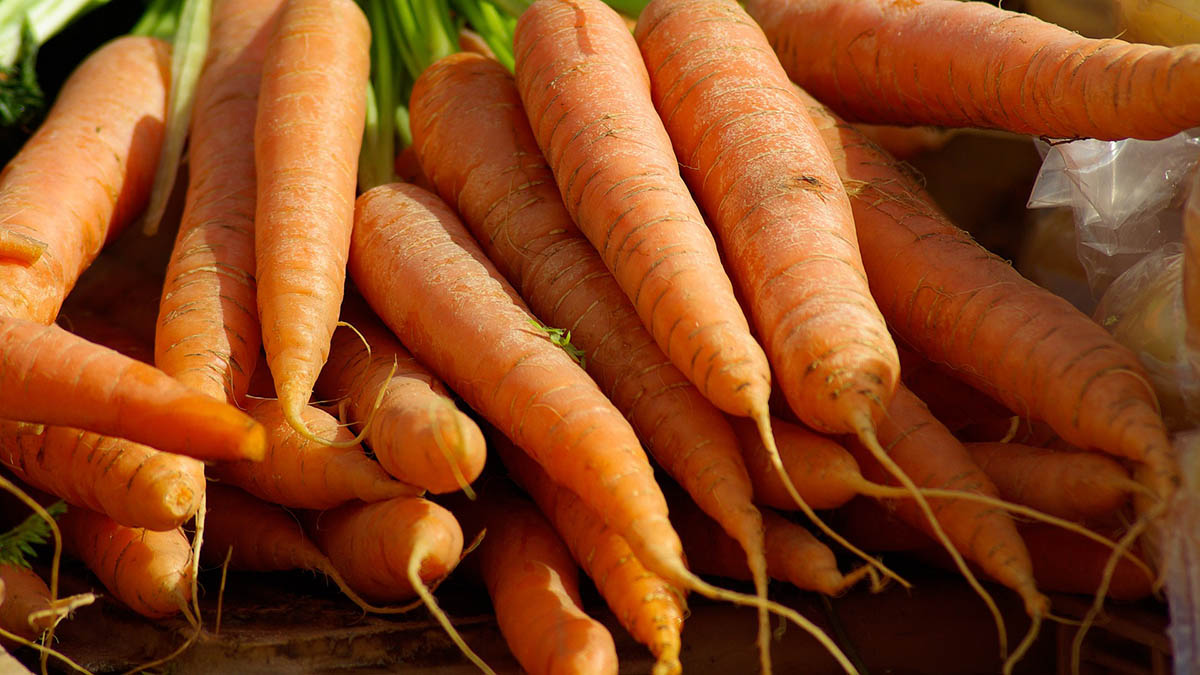 Любит ли морковь. Морковь. Ел много морковки. Я морковка. Кто живёт в морковке.