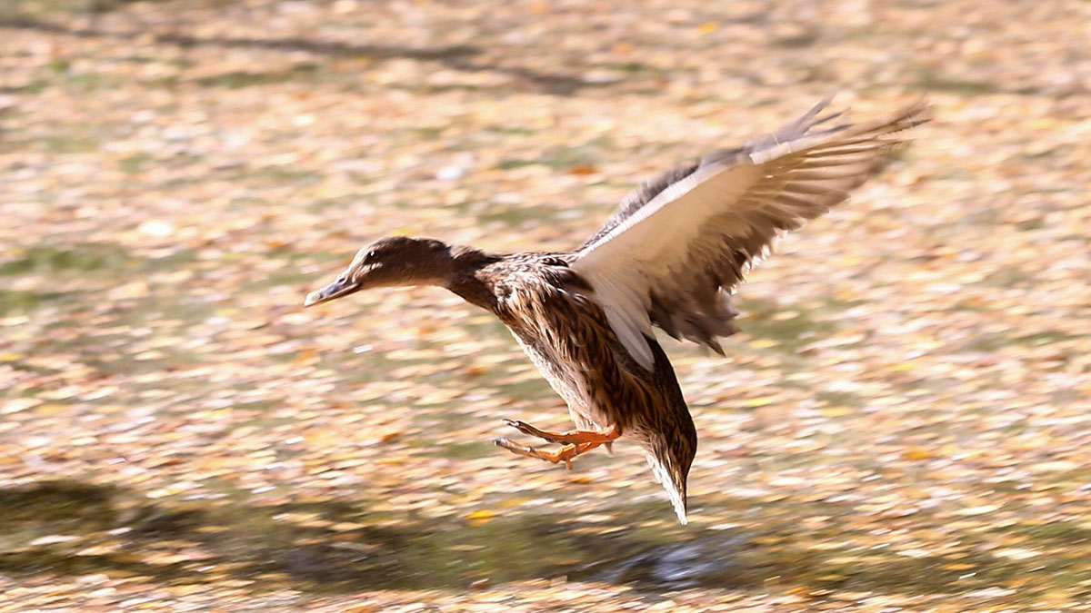 В Москве подвели итоги «Утиной переписи»