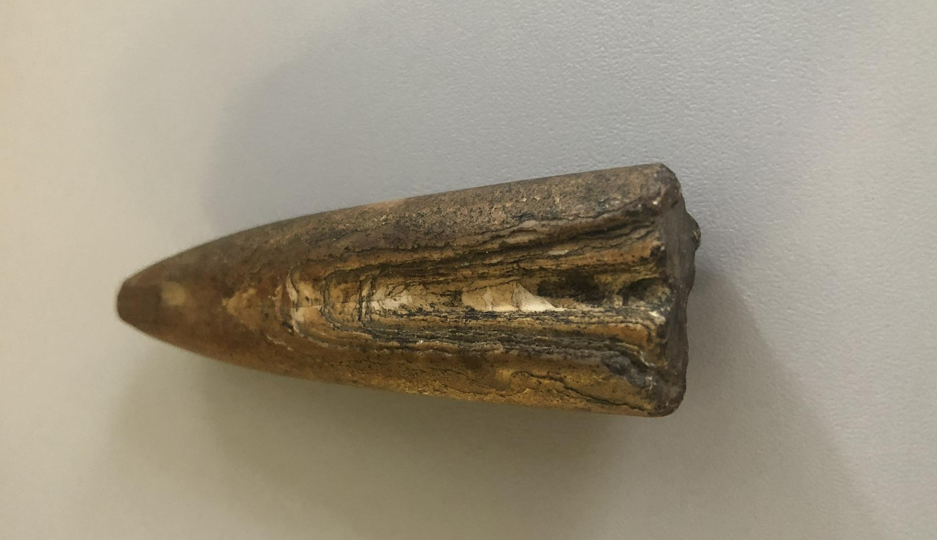 Древний моллюск среди битого стекла