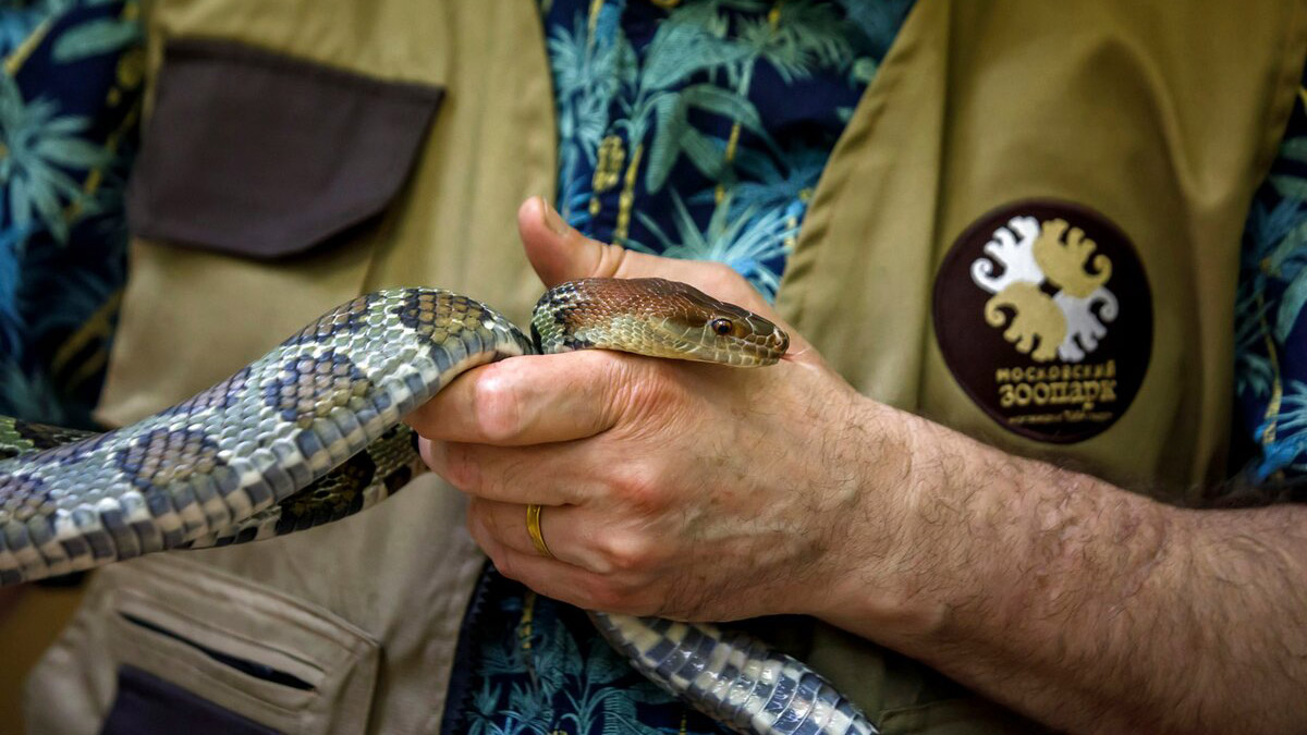 Московский зоопарак объявил набор волонтеров в преддверии летнего сезона