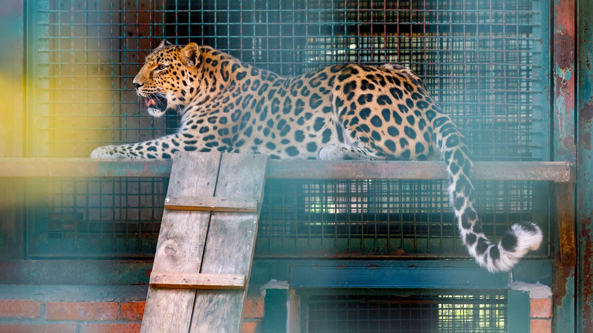 Специалисты центра реабилитации диких животных рассказали об особенностях работы