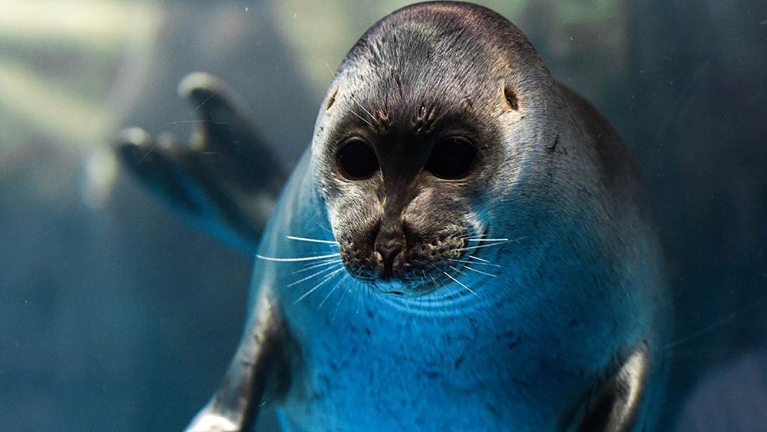 «Москвариум» подготовил специальную программу на свой день рождения