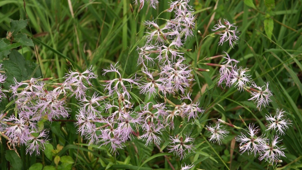 Гвоздика пышная