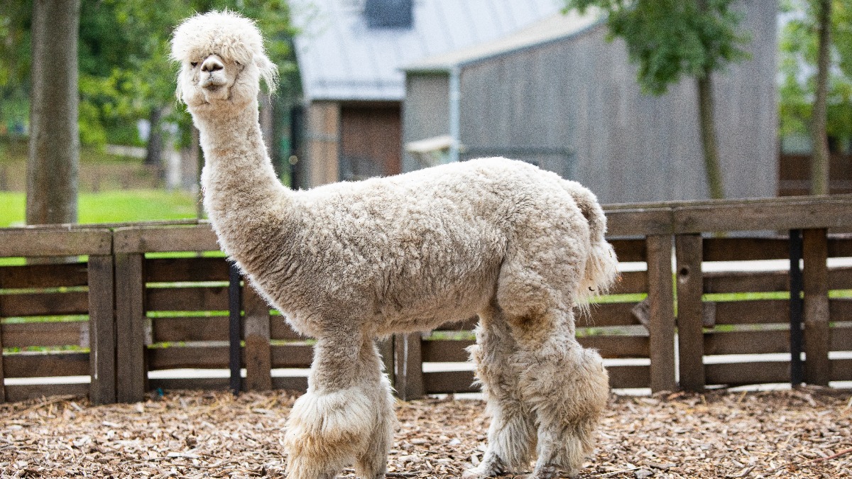 ВДНХ рассказала, как получить скидку на посещение веревочного парка и «Городской фермы»