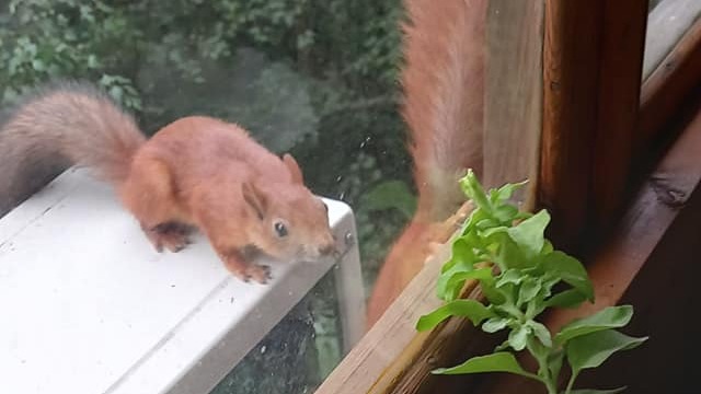 «Обороняйтесь!»: белки «напали» на квартиру москвички в Тропарево-Никулине