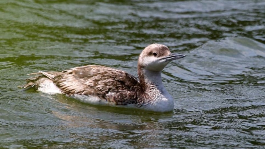 Редкую для Москвы чернозобую гагару заметили в природно-историческом парке «Москворецкий»