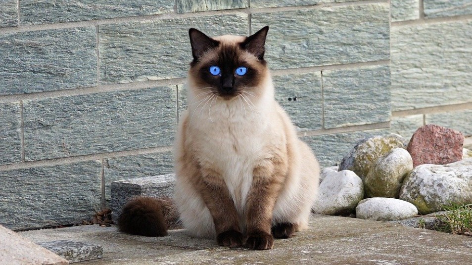 Эзотерики назвали притягивающие удачу и счастье в дом породы кошек