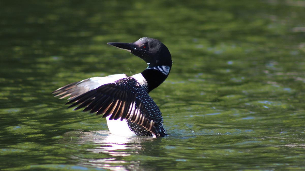 Опубликованы фото редкой чернозобой гагары, которую нашли в столичном лесопарке