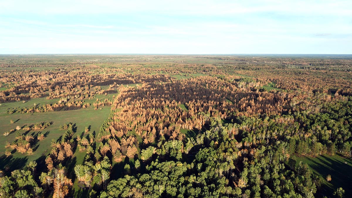 «Желтый» уровень опасности из-за пожаров объявили в Подмосковье с 11 по 15 сентября