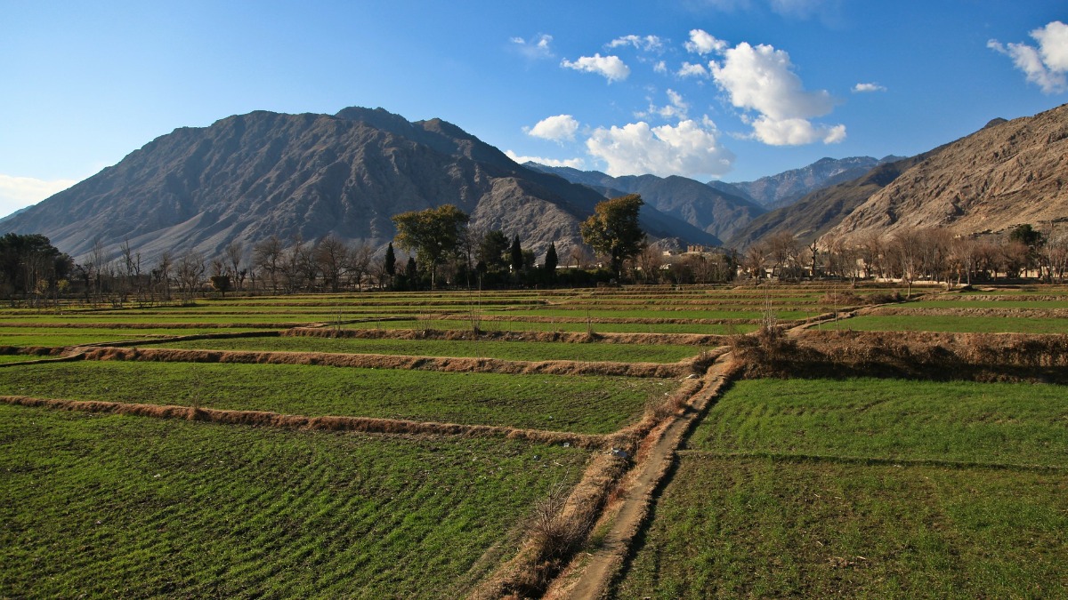 «Талибан»* пообещал прекратить производство наркотиков в Афганистане