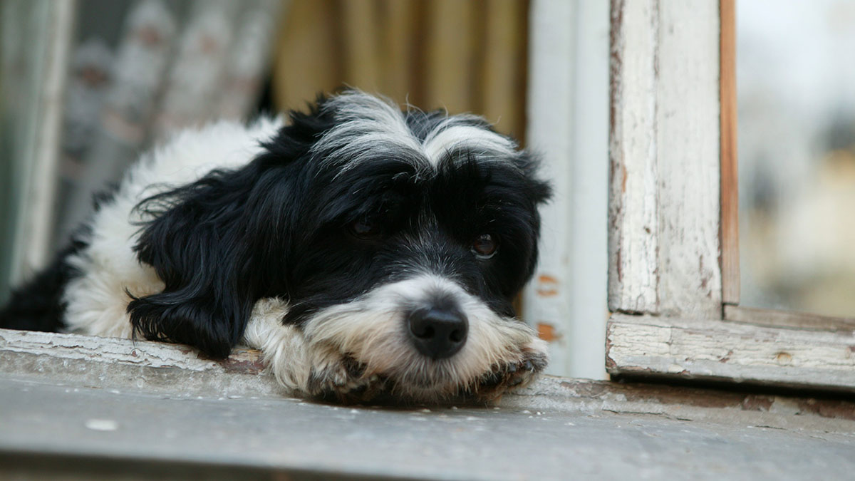 Количество живущих в квартирах россиян кошек и собак могут ограничить