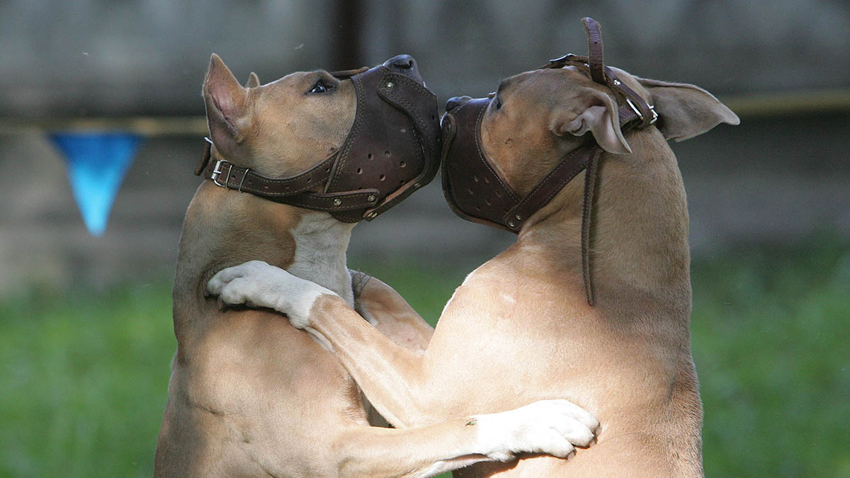 В России начнут штрафовать за выгул собак без намордника