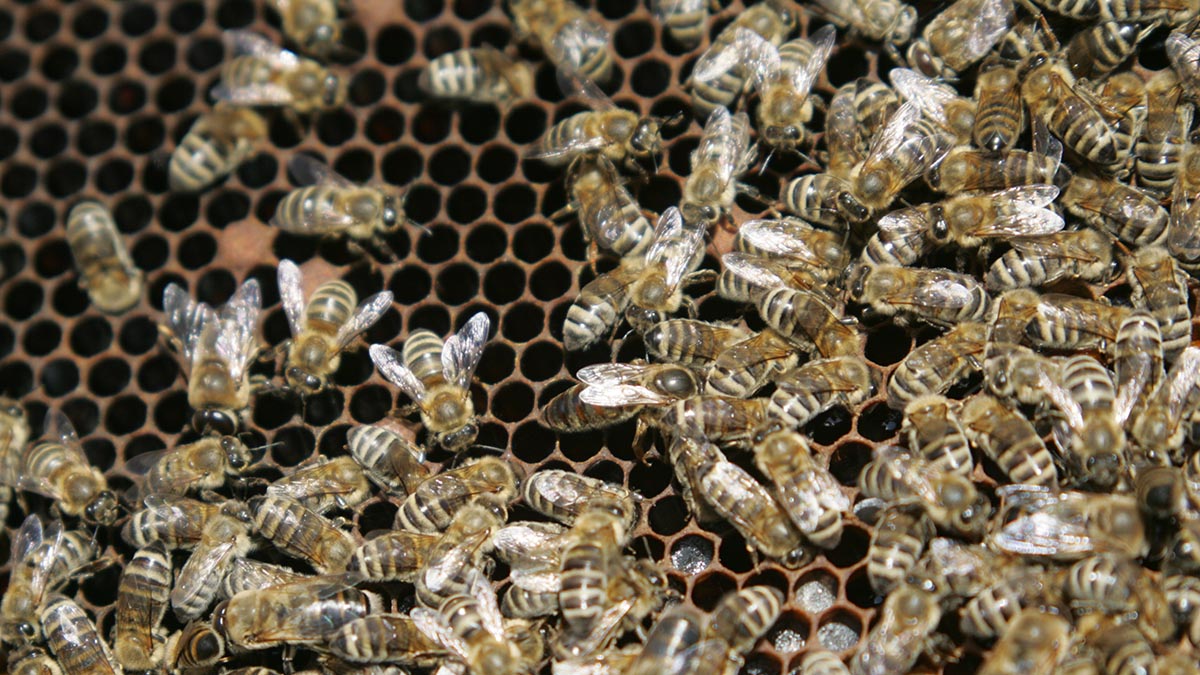 Иммунолог рассказал, укусы каких насекомых могут быть смертельно опасны