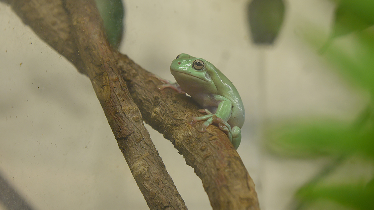 Чернобыльские лягушки оказались больше не подвержены радиации