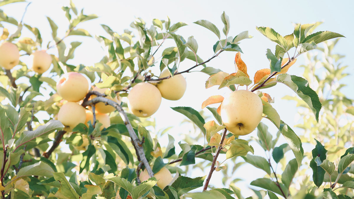 КНДР может начать поставки яблок и женьшеня на российский рынок