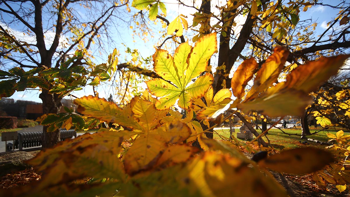 Врач Дианова рассказала, какие продукты помогают защититься от вирусов осенью