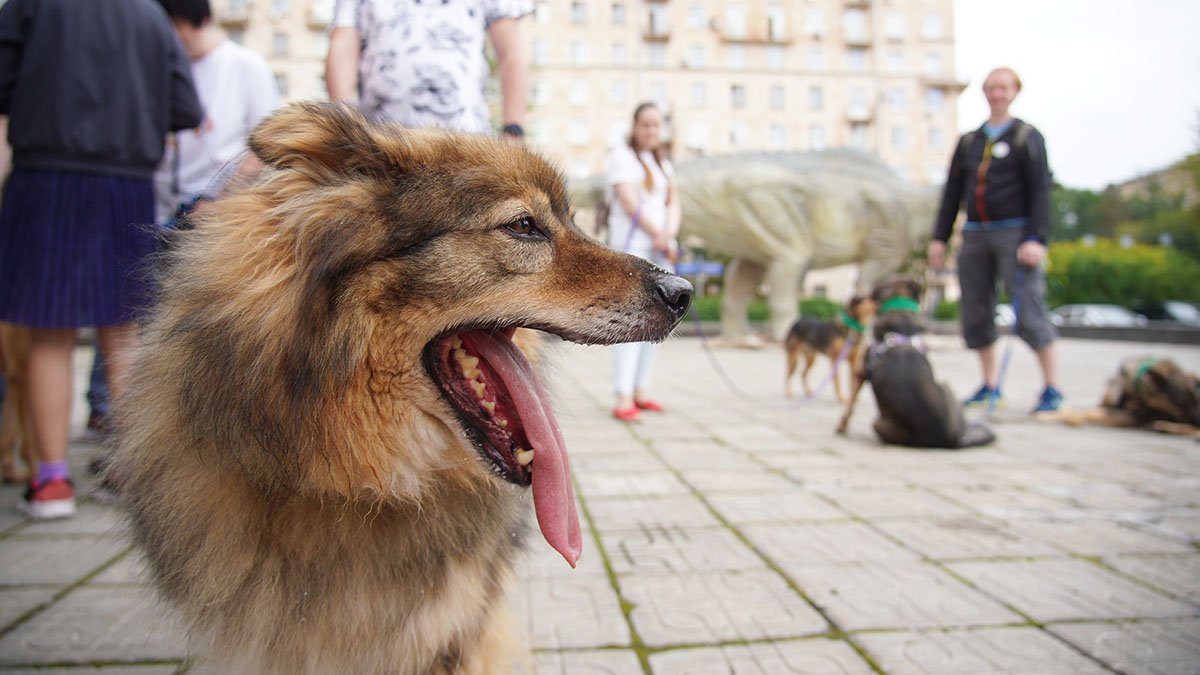 Уголовное дело возбуждено после нападения собаки на ребенка в Коломне