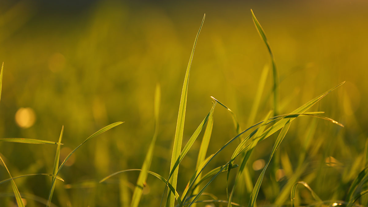 Мемориальный парк «Редут 1812 года» открыли в Новой Москве