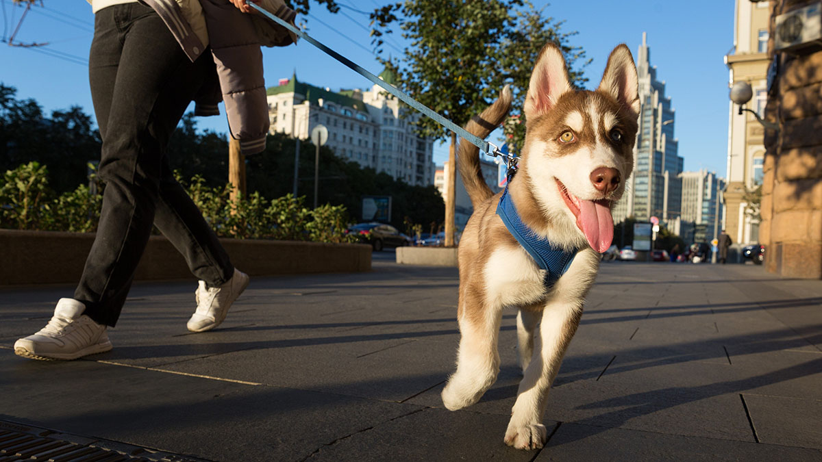 Синоптик Ильин рассказал, какой будет погода в Москве 1 сентября