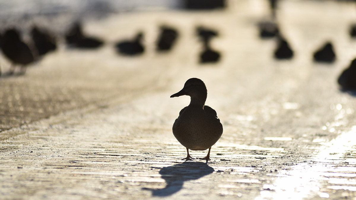 Без морозов и тепла: какой будет погода в Москве на следующей неделе