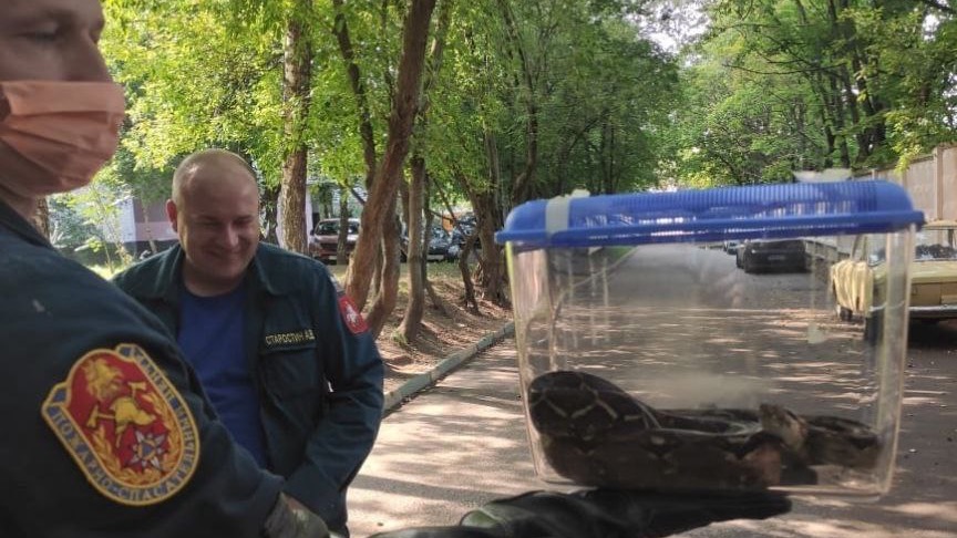 Удава обнаружили под балконом жилого дома на северо-западе Москвы
