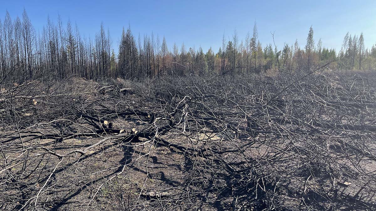 Тишковец раскрыл, чем грозит Польше лесной пожар в районе Чернобыля