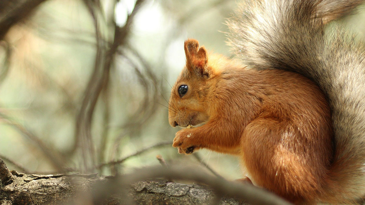Подмосковные белки начали подготовку к зиме