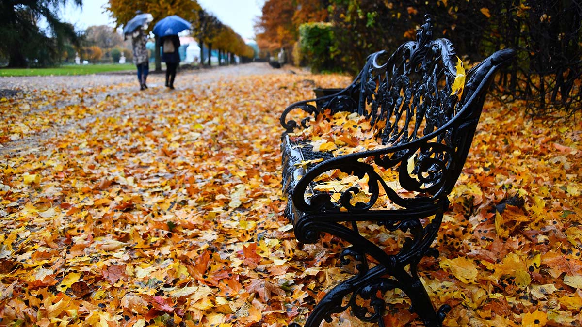 Вильфанд предупредил о наступлении предзимья в центре европейской части РФ