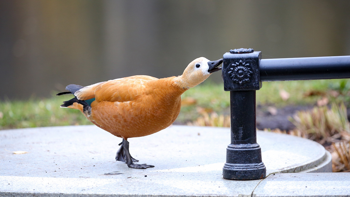 Огари вернулись на природные территории Москвы после зимы