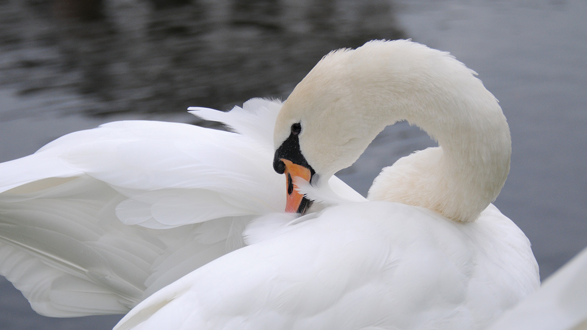 «Язык в рыболовной леске»: московские ветеринары спасли жизнь лебеденку