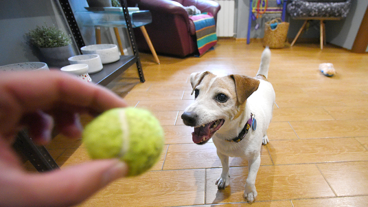 Столичные ветеринары рассказали, как позаботиться о питомце по возращении из отпуска