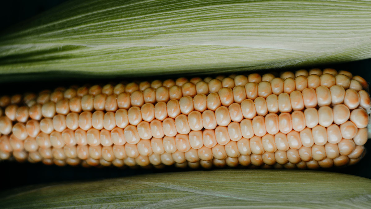 Выставка «Ботаника со вкусом» открылась в галерее «На Каширке»