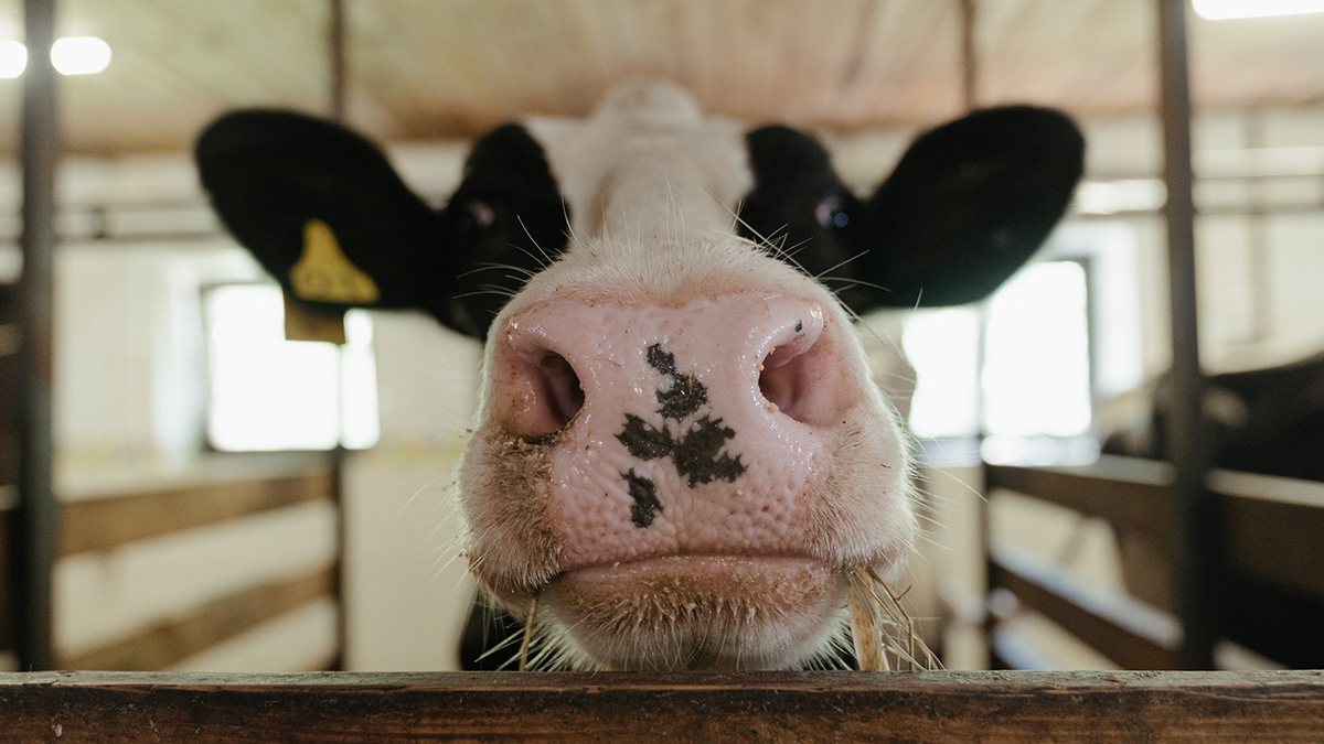 Лут заявила, что российские коровы стали давать в три раза больше молока