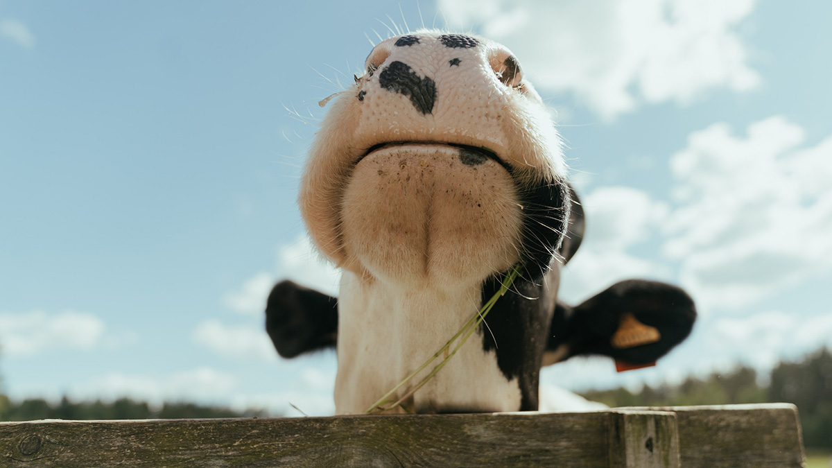 Китайские ученые впервые клонировали исчезающий вид тибетских коров