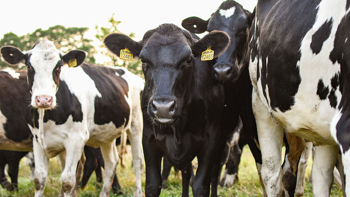 Народный календарь. Почему важно оберегать домашний скот 28 июня